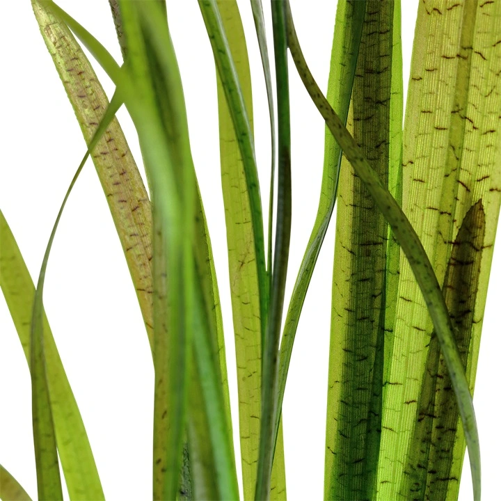 Tropica Akvarieplante i potte Vallisneria spiral (Tiger)
